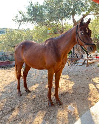 Cavallo