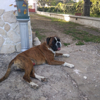Boxer maschio per monta