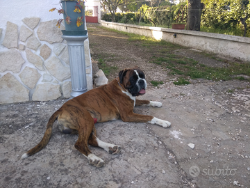 Boxer maschio per monta