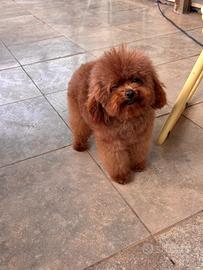 Barboncino mini Toy (monta)