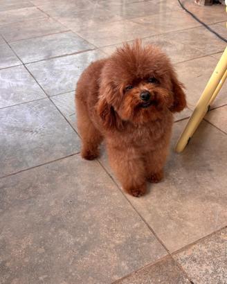 Barboncino mini Toy (monta)