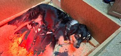 Cuccioli Pastore Australiano 