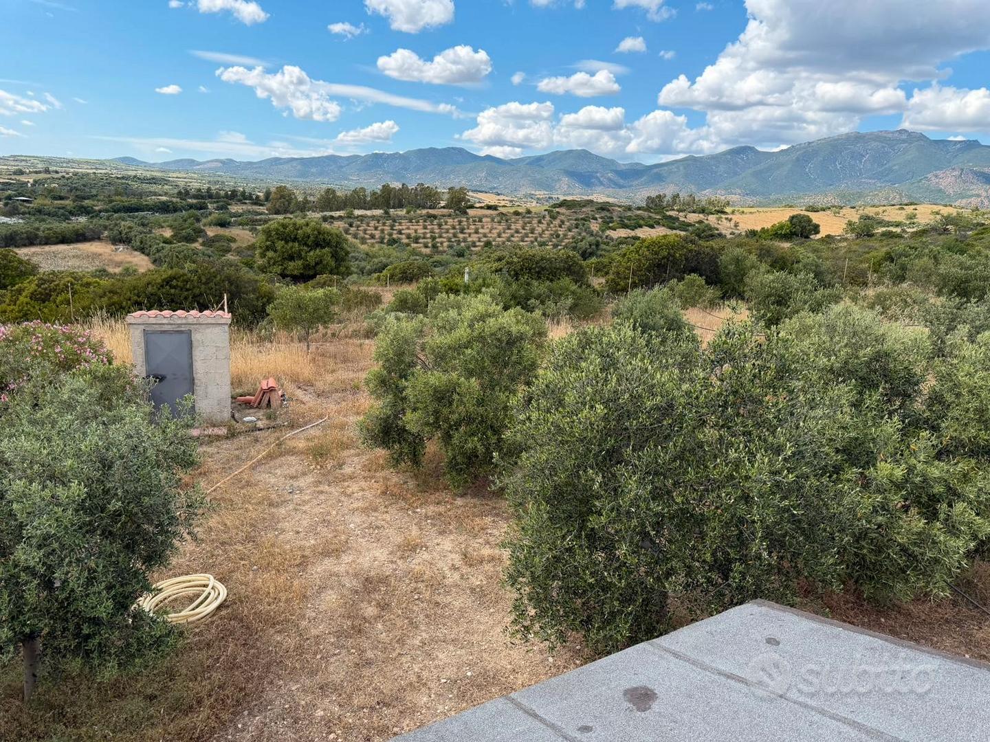 Terreno agricolo con uliveto - Vista 4