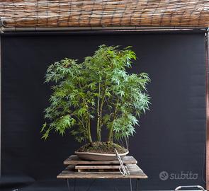 Bonsai boschetto aceri (VENDUTO)