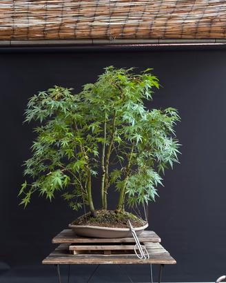 Bonsai boschetto aceri (VENDUTO)
