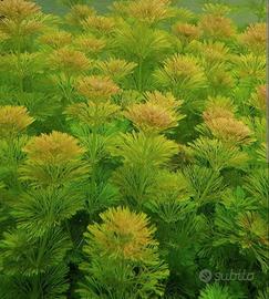 100 steli di Limnophila sessiflora - acquario 