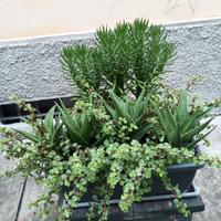 piante grasse composizione 