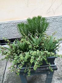 piante grasse composizione 