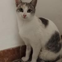 Vivian gattina 8 mesi