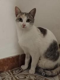 Vivian gattina 8 mesi