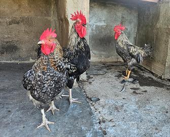 Galli e Polletti