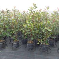 PIANTE SIEPE PHOTINIA RED ROBIN