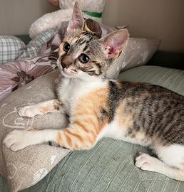 Gattina amorevole