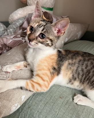 Gattina amorevole