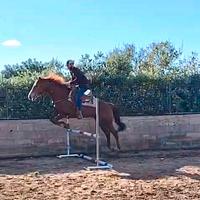 Anglo arabo castrone da salto di 6 anni