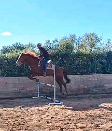 Anglo arabo castrone da salto di 6 anni