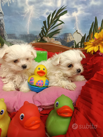 Piccoli Molto Molto Piccola Toy Maltesini