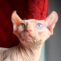 Sphynx elf pedigree