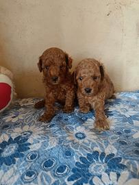 Barboncino cioccolato con pedigree ENCI