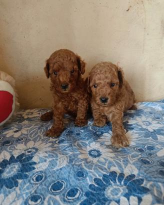 Barboncino cioccolato con pedigree ENCI