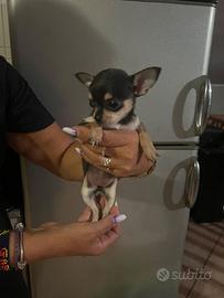 Chihuahua toy ultima femminuccia