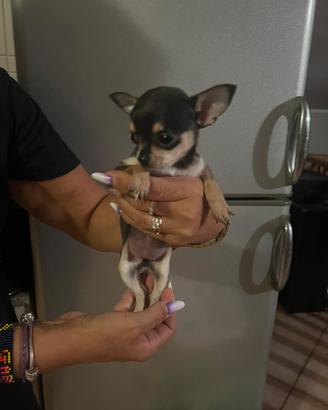 Chihuahua toy ultima femminuccia