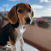 Beagle