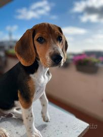 Beagle