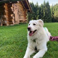 Educatrice cinofila-dog sitter