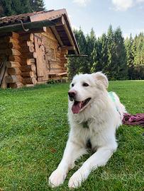 Educatrice cinofila-dog sitter