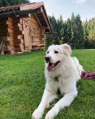 Educatrice cinofila-dog sitter