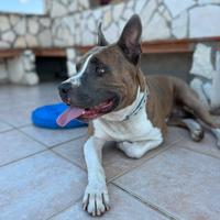 Disponibile per monta