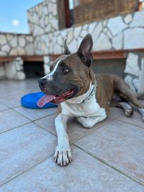 Disponibile per monta