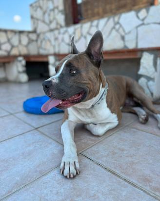 Disponibile per monta