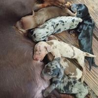 Cuccioli di Bassotto