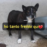 CARLETTO 9 ANNI 10/12 KG taglia media piccola