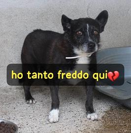 CARLETTO 9 ANNI 10/12 KG taglia media piccola