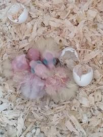 CALOPSITE, animale da compagnia  eccezionale.