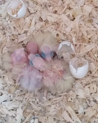 CALOPSITE, animale da compagnia  eccezionale.