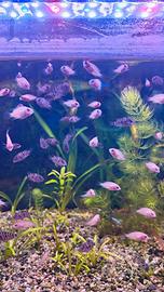 Pesci tropicali 10 Amatitlania nigrofasciata