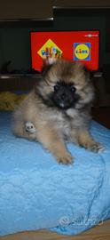 Pomerania
