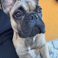 Bulldog francese