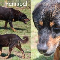 Hannibal, meraviglioso derivato Rottweiler