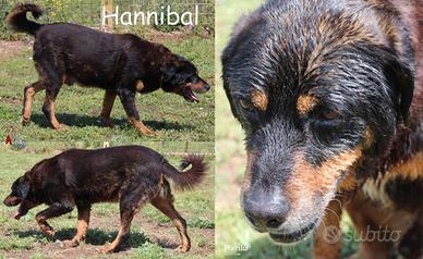 Hannibal, meraviglioso derivato Rottweiler