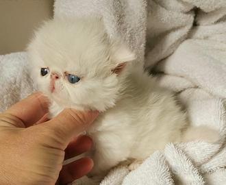 Gatto persiano bianco