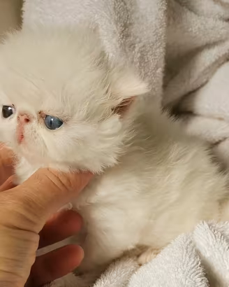 Gatto persiano bianco