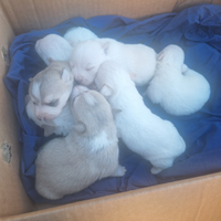Cuccioli taglia media cagnolini di colore chiaro