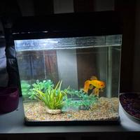 Acquario con pesce rosso