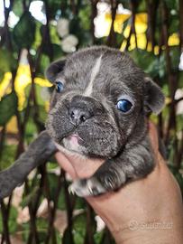 Bulldog Francese occhi blu