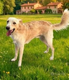 Rey un golden tascabile di 1 anno e mezzo